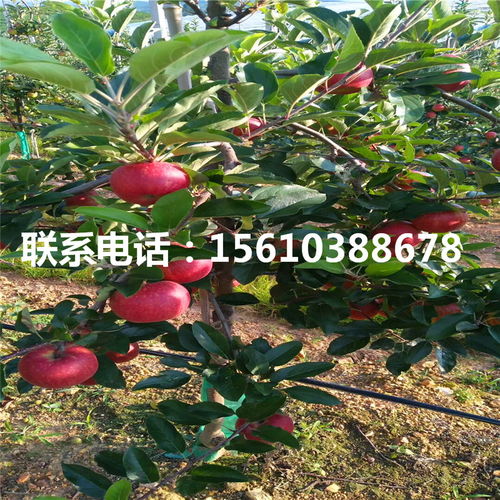 秦冠苹果苗种植基地与价位分析 苹果种植的理想选择
