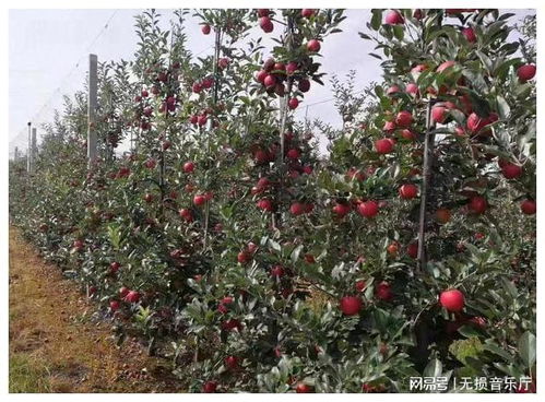 矮砧密植苹果栽培模式深度解读 高效苹果种植的未来趋势