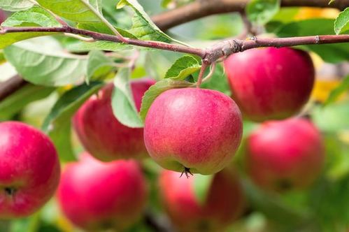 秋季苹果种植指南 优化土壤与科学施肥提升营养品质