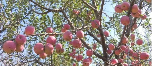蒙阴县种植基地苹果陆续进入采摘期，品质优良引客商青睐