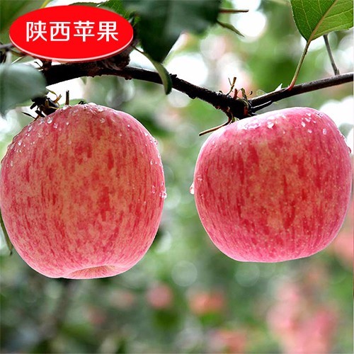 陕西宝鸡 黄土高原上的红苹果奇迹