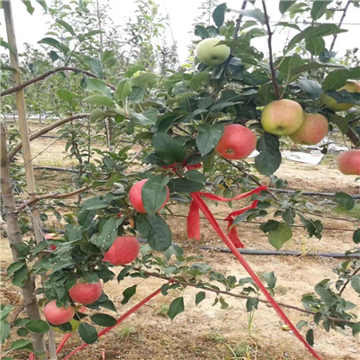 藤牧一号苹果苗种植前景分析 早熟苹果市场的潜力之选